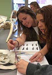 Students in class compare textbook to animal skull