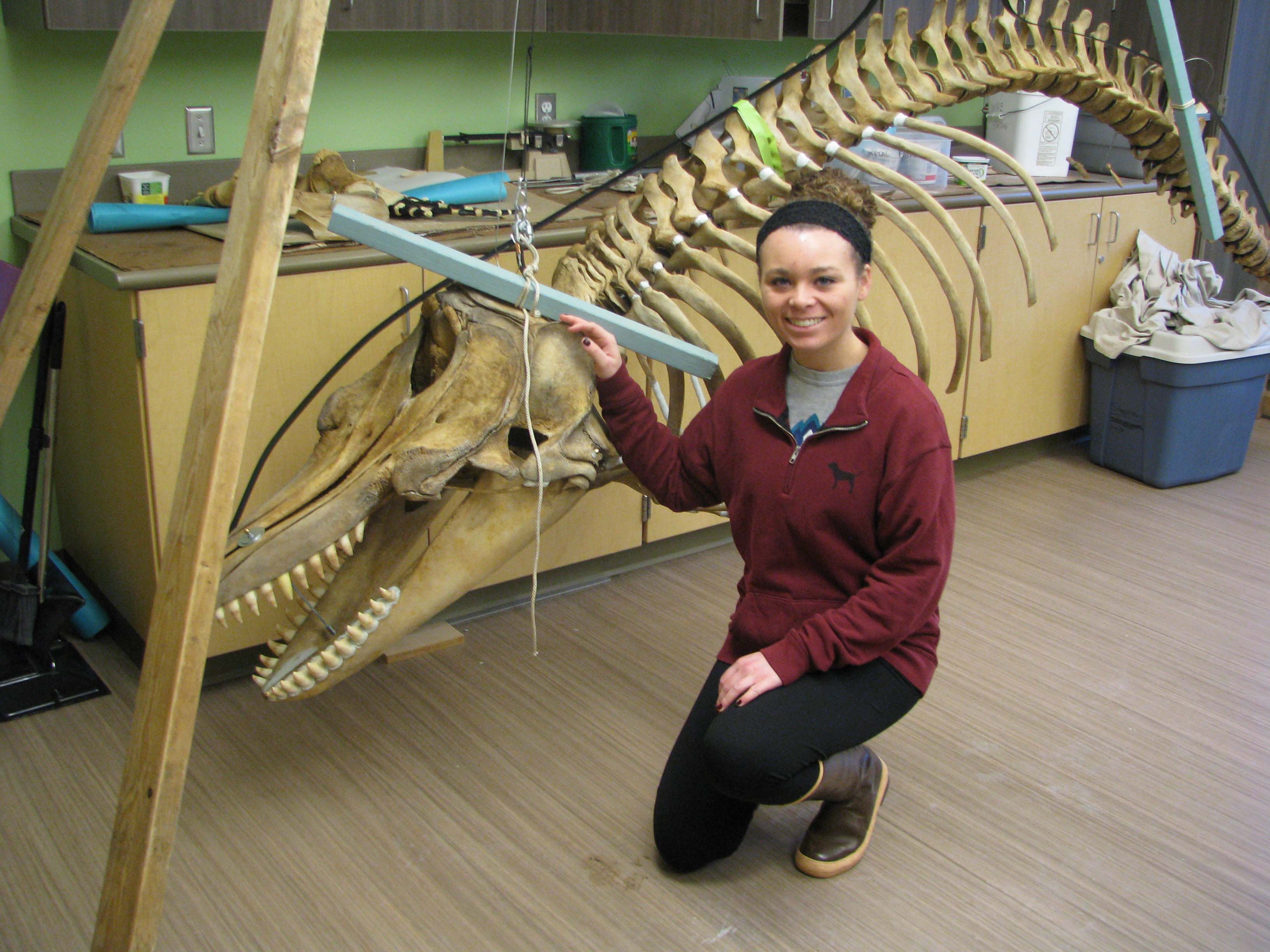 a smiling young woman kneeling in fromt of a partiall articulated whale skeleton