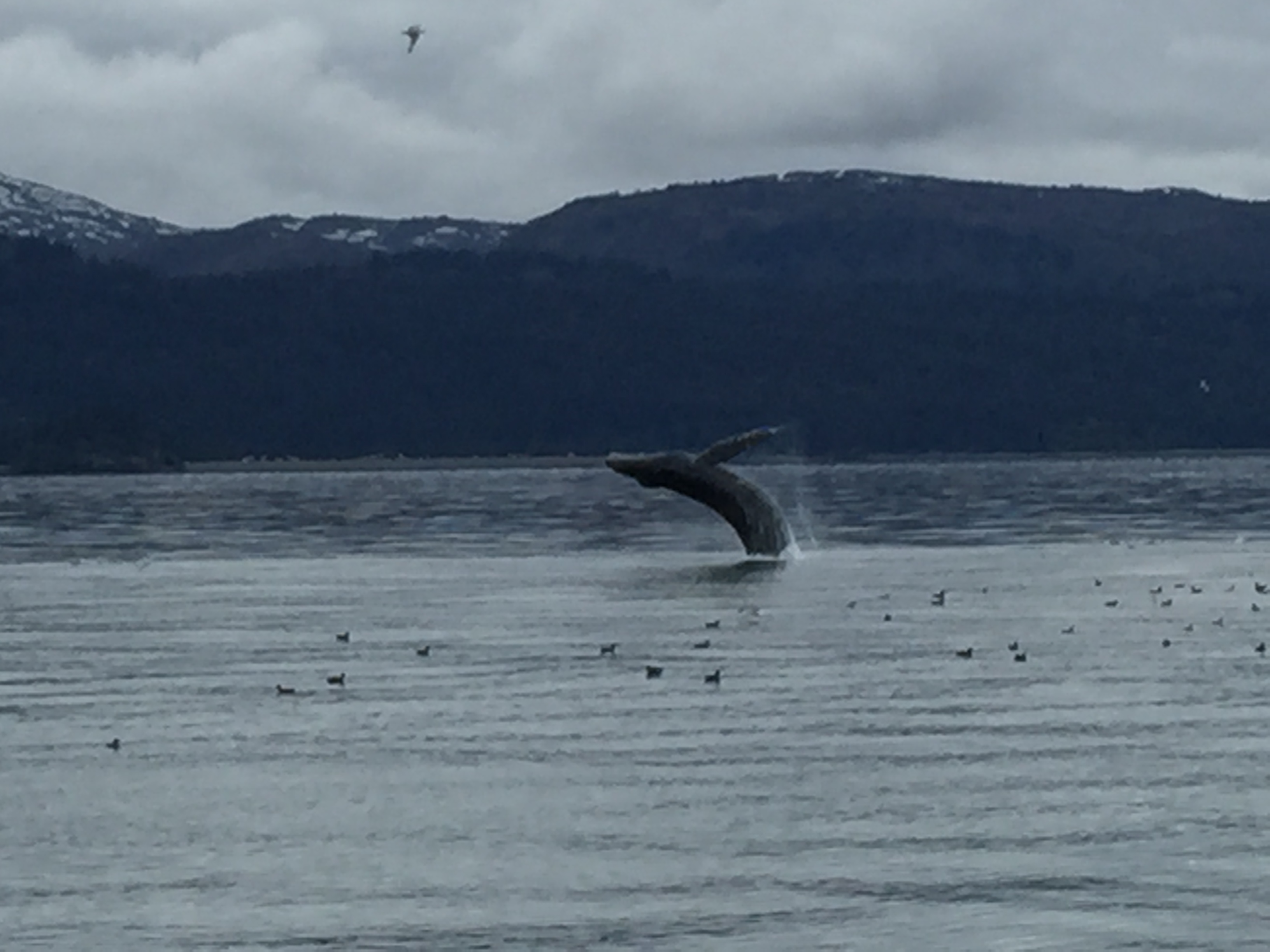 Humpback whale breaching majestically on a cloudy day