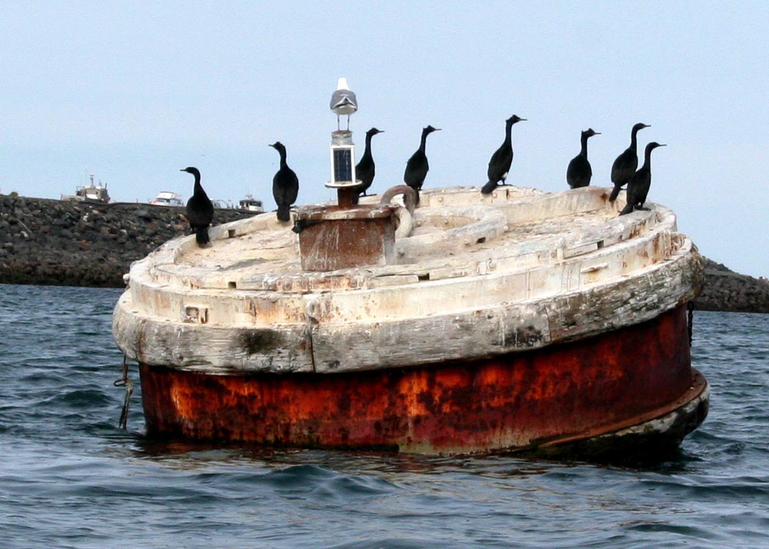 A lovely row of cormorants on a colorful buoy