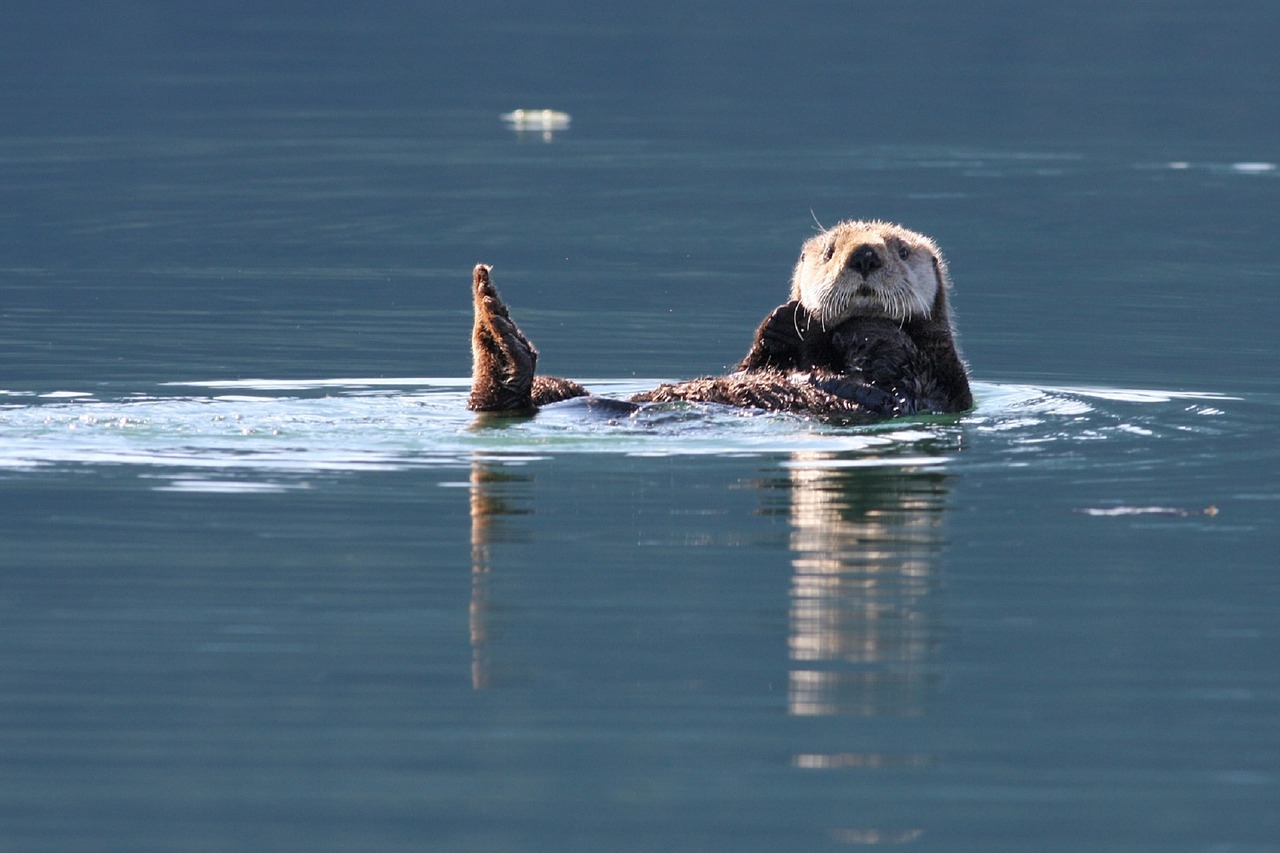 A northern sea otter floats peacefully in mirror calm water