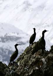 Cormorants silhouetted by snow covered peaks