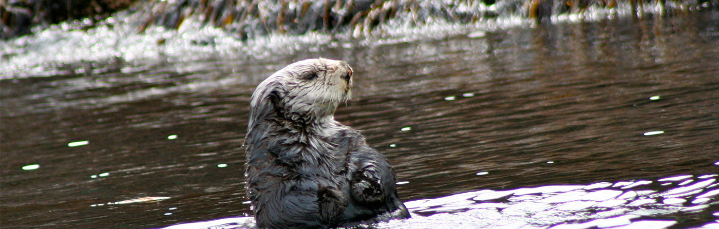 Curious Northern Sea Otter in the water