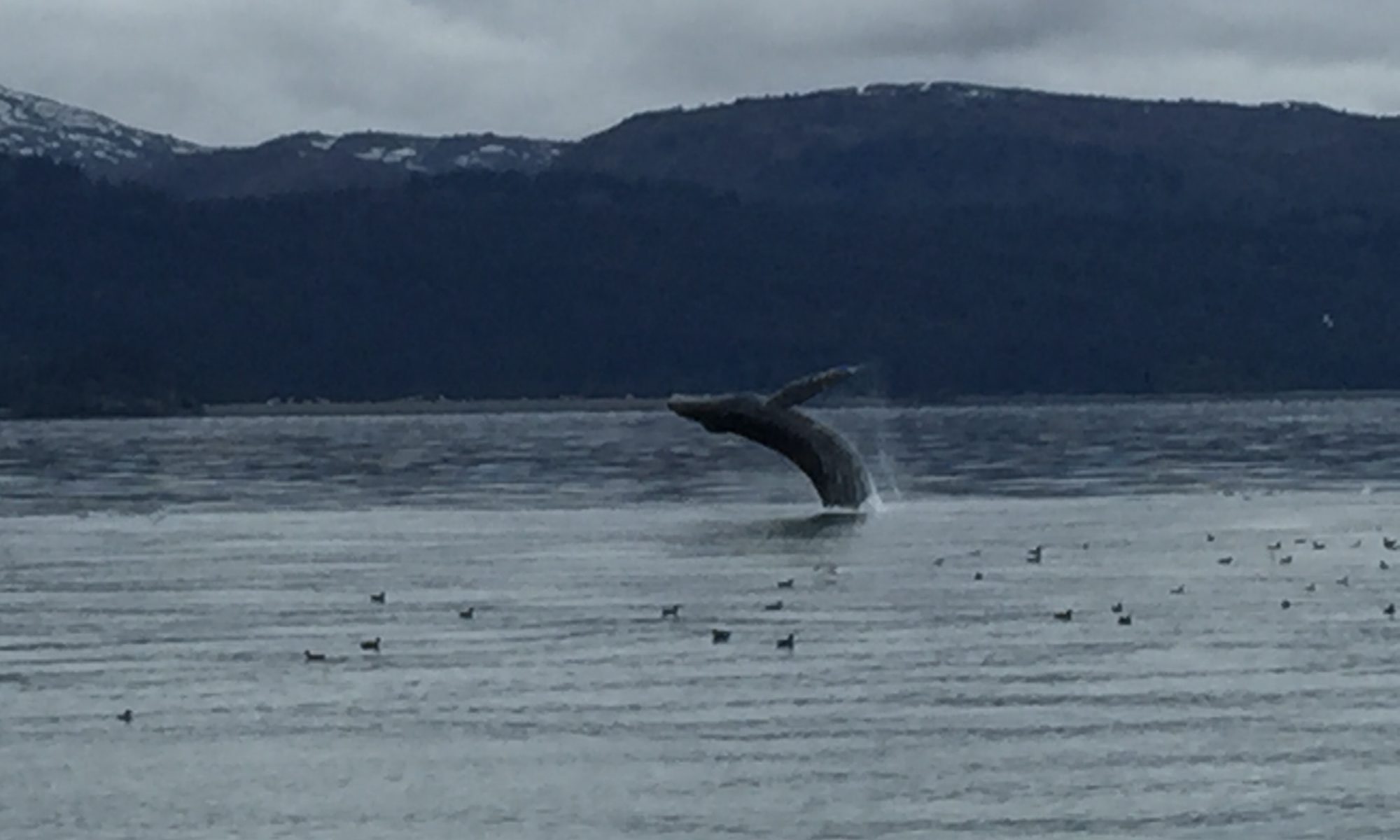 A humpback whale breaching on a cloudy day