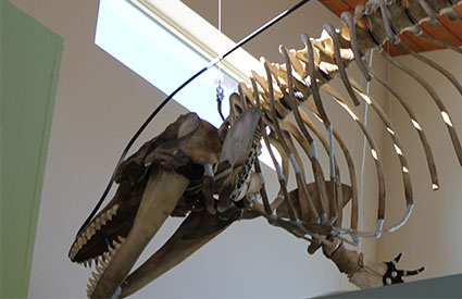 Articulated whale skelton hangs on display